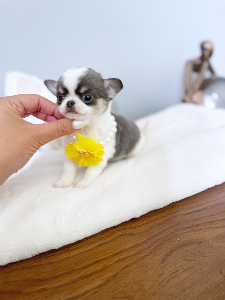 des Petites Merveilles d'Aurore  - Chiot disponible  - Chihuahua